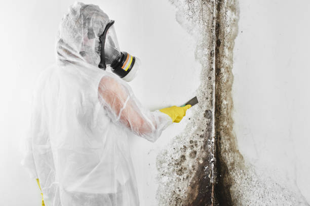 Best Mold Removal Company Near Me  in Riverdale, UT