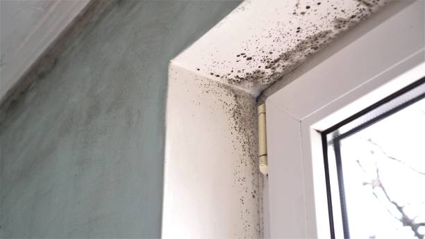 Best Mold Testing  in Riverdale, UT