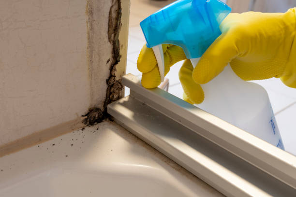 Best Certified Mold Removal  in Riverdale, UT