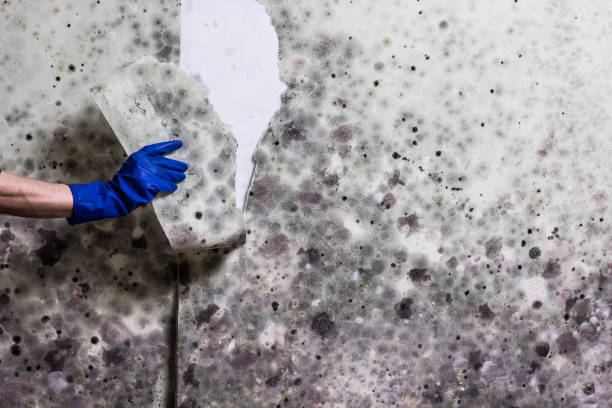 Best Mold Damage Repair  in Riverdale, UT