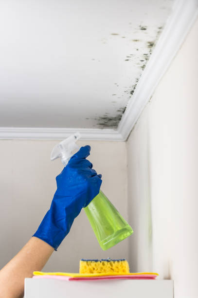 Mold Removal Process in Riverdale, UT